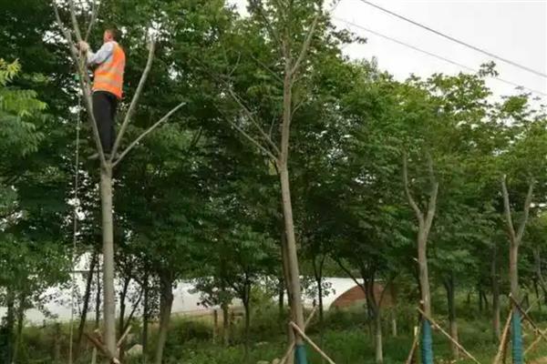 栾树的扦插繁殖方法，一般在秋季进行