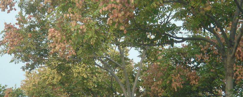 栾树的扦插繁殖方法，一般在秋季进行