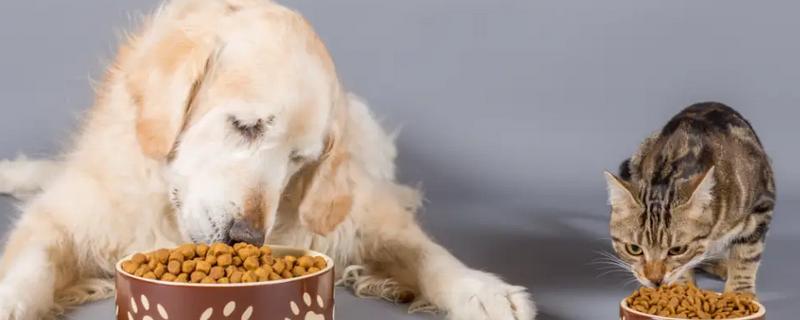 犬猫慢性肾功能衰竭如何治疗，注射氨苄西林、地塞米松等药物有疗效