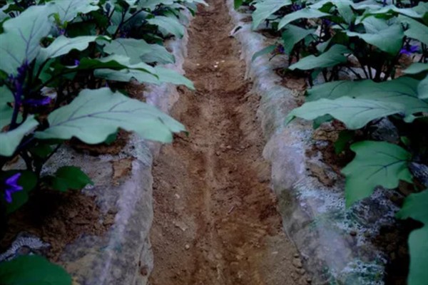 如何防治茄子白粉病，做好排水工作可以减轻发病