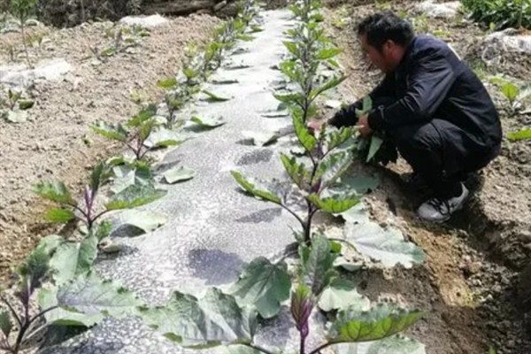 如何防治茄子白粉病，做好排水工作可以减轻发病