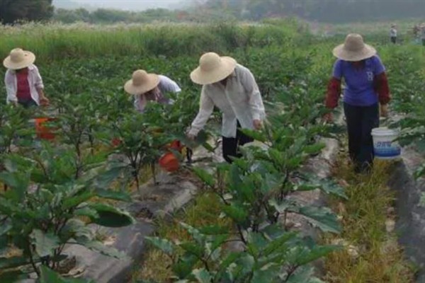 如何防治茄子白粉病，做好排水工作可以减轻发病