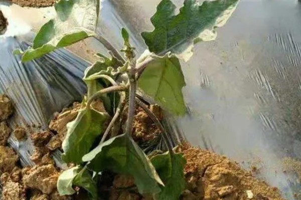 如何防治茄子白粉病，做好排水工作可以减轻发病