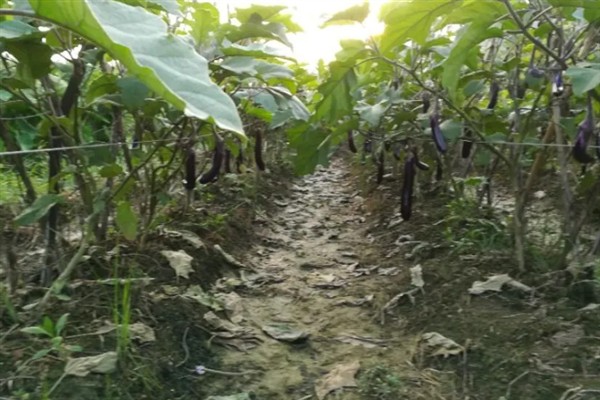 如何防治茄子白粉病，做好排水工作可以减轻发病