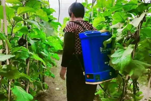 如何防治茄子白粉病，做好排水工作可以减轻发病