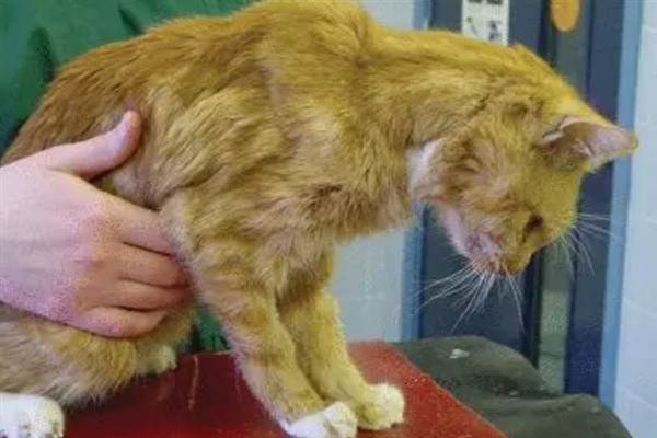 犬猫慢性肾功能衰竭如何治疗，注射氨苄西林、地塞米松等药物有疗效