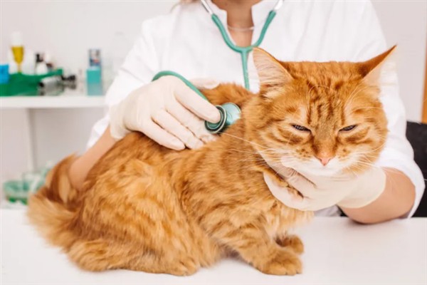 犬猫慢性肾功能衰竭如何治疗，注射氨苄西林、地塞米松等药物有疗效