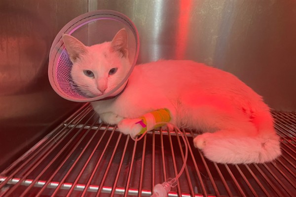 犬猫慢性肾功能衰竭如何治疗，注射氨苄西林、地塞米松等药物有疗效