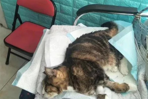 犬猫慢性肾功能衰竭如何治疗，注射氨苄西林、地塞米松等药物有疗效