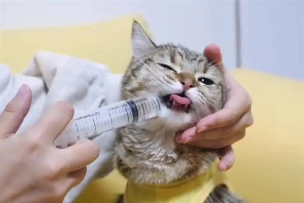 犬猫慢性肾功能衰竭如何治疗，注射氨苄西林、地塞米松等药物有疗效