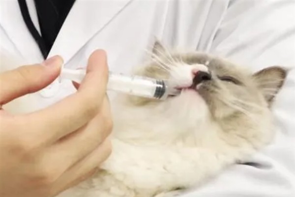 犬猫慢性肾功能衰竭如何治疗，注射氨苄西林、地塞米松等药物有疗效