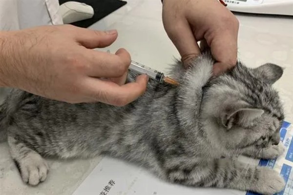 犬猫慢性肾功能衰竭如何治疗，注射氨苄西林、地塞米松等药物有疗效