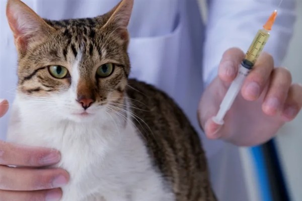 犬猫慢性肾功能衰竭如何治疗，注射氨苄西林、地塞米松等药物有疗效
