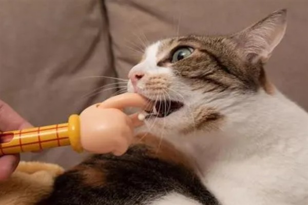 犬猫慢性肾功能衰竭如何治疗，注射氨苄西林、地塞米松等药物有疗效
