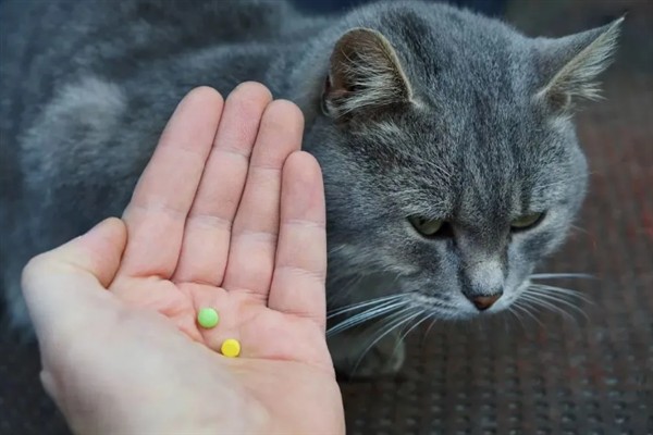 犬猫慢性肾功能衰竭如何治疗，注射氨苄西林、地塞米松等药物有疗效