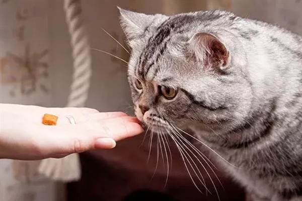 犬猫慢性肾功能衰竭如何治疗，注射氨苄西林、地塞米松等药物有疗效