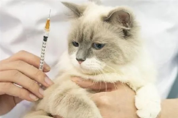 犬猫慢性肾功能衰竭如何治疗，注射氨苄西林、地塞米松等药物有疗效