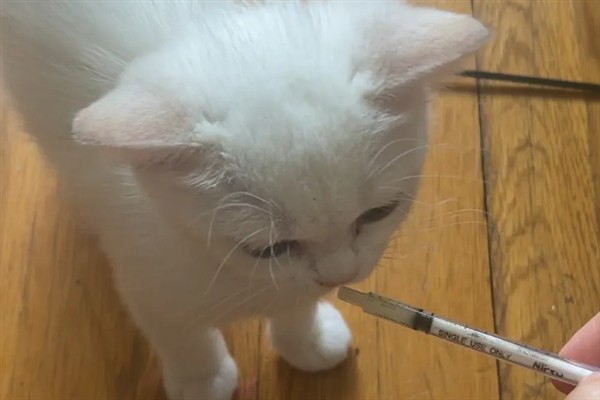 犬猫慢性肾功能衰竭如何治疗，注射氨苄西林、地塞米松等药物有疗效