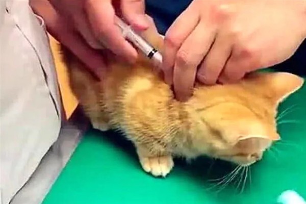 犬猫慢性肾功能衰竭如何治疗，注射氨苄西林、地塞米松等药物有疗效