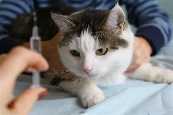 犬猫慢性肾功能衰竭如何治疗，注射氨苄西林、地塞米松等药物有疗效