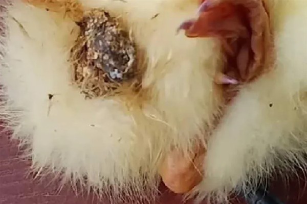 怎么提高蛋鸭的产蛋率，饲料中要有足够的蛋白质、矿物质