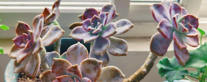 紫乐多肉出侧芽的方式，需要在生长期适当的摘除叶片