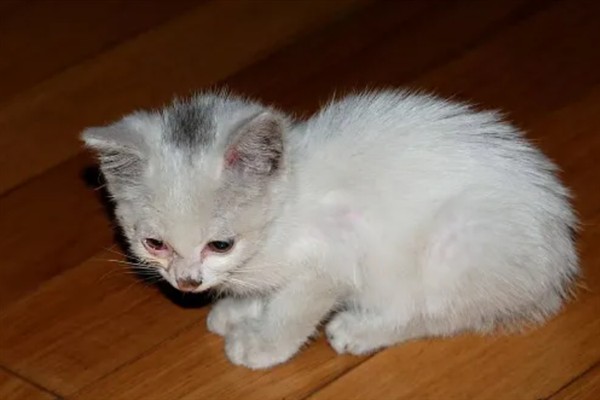 猫球虫病的症状与治疗方法，会出现严重腹泻