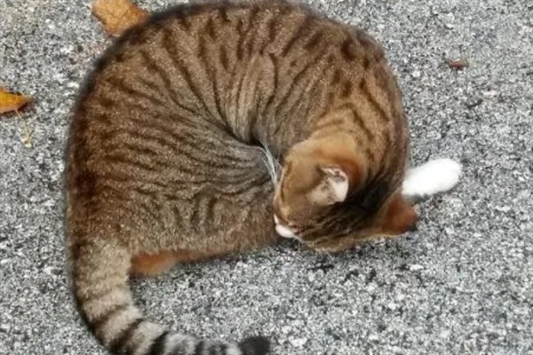 猫球虫病的症状与治疗方法，会出现严重腹泻