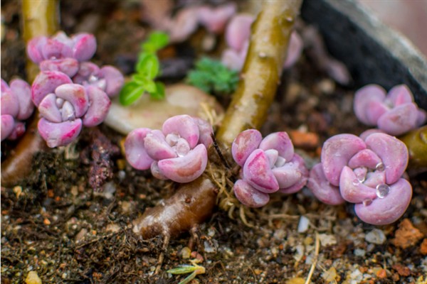紫乐多肉出侧芽的方式，需要在生长期适当的摘除叶片