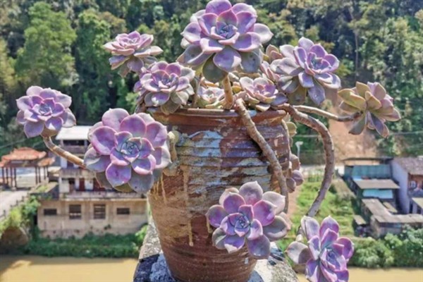 紫乐多肉出侧芽的方式，需要在生长期适当的摘除叶片