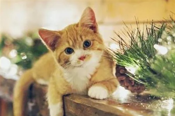 猫球虫病的症状与治疗方法，会出现严重腹泻