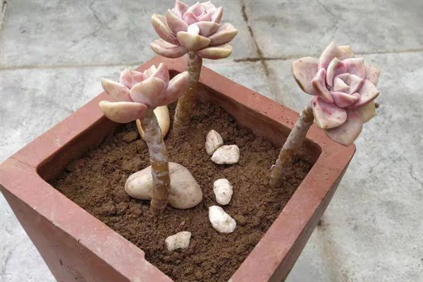 紫乐多肉出侧芽的方式，需要在生长期适当的摘除叶片