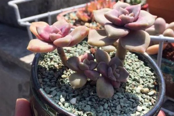 紫乐多肉出侧芽的方式，需要在生长期适当的摘除叶片