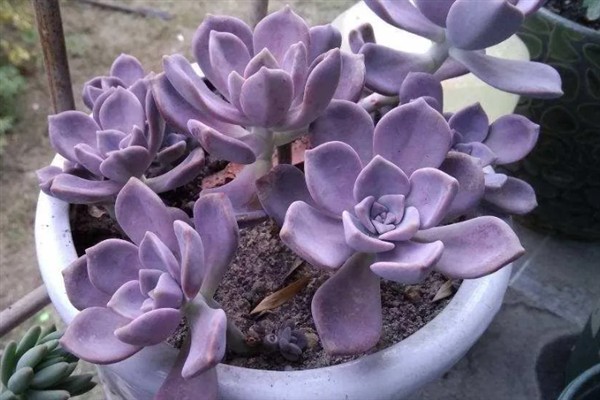 紫乐多肉出侧芽的方式，需要在生长期适当的摘除叶片