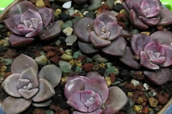 紫乐多肉出侧芽的方式，需要在生长期适当的摘除叶片