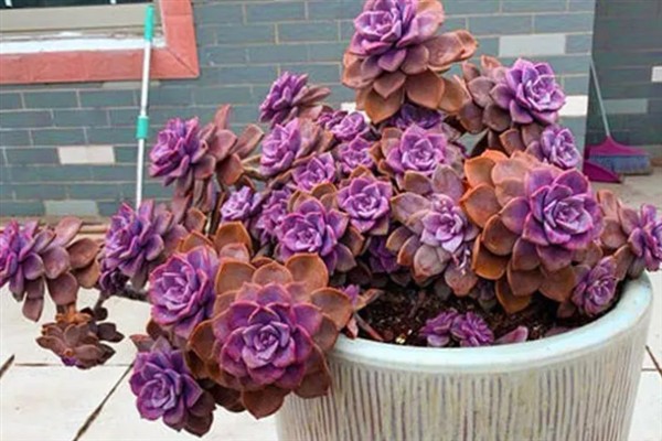 紫乐多肉出侧芽的方式，需要在生长期适当的摘除叶片