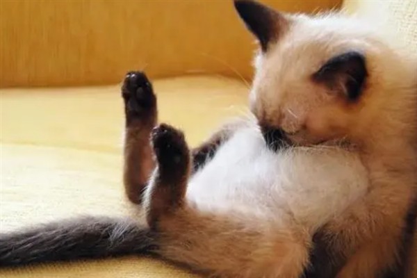 猫球虫病的症状与治疗方法，会出现严重腹泻