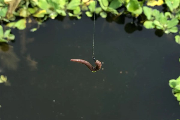 钓鲫鱼用什么饵料，可以用黄豆粉、大米粉来调制饵料