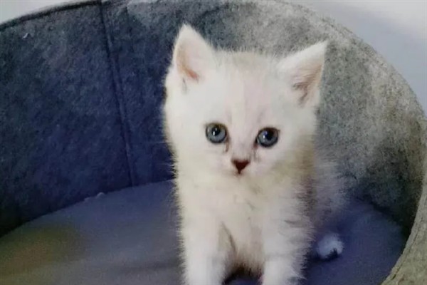 猫球虫病的症状与治疗方法，会出现严重腹泻
