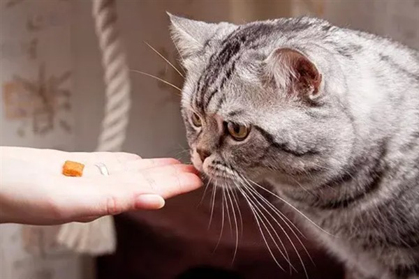猫球虫病的症状与治疗方法，会出现严重腹泻