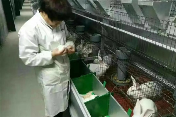如何防止兔子毛癣病，需要及时做好幼兔的螨虫防范
