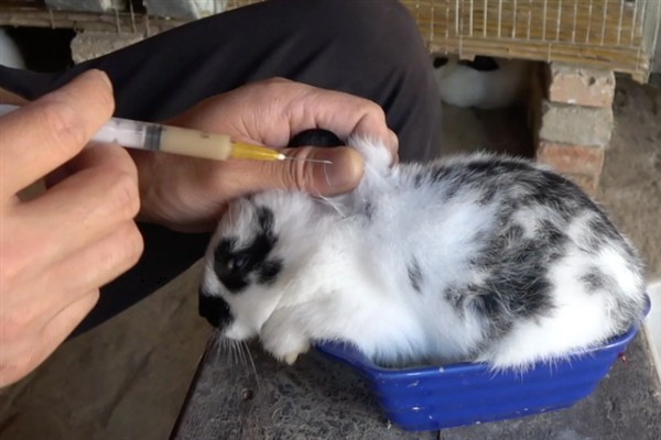 如何防止兔子毛癣病，需要及时做好幼兔的螨虫防范