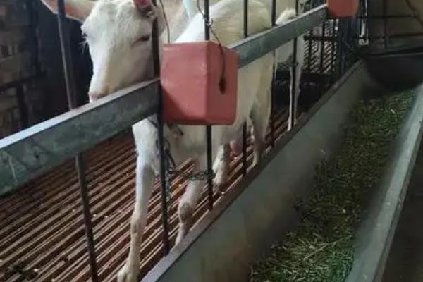 母羊产后多久能打疫苗，产后2-3个月就可以