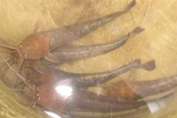 埃及胡子鲶与本土鲶鱼有什么区别，科属、形态、体型等方面均不同