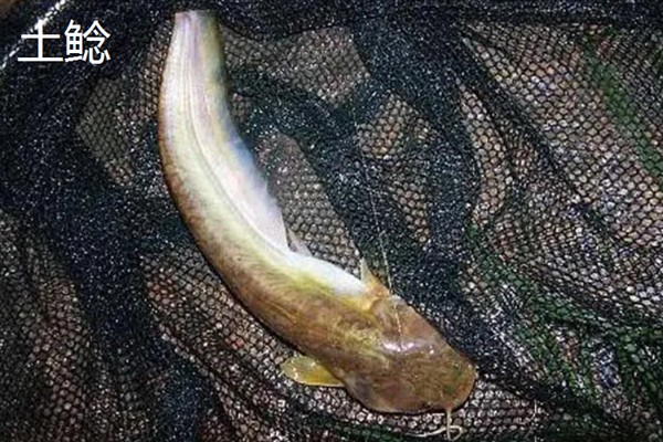 埃及胡子鲶与本土鲶鱼有什么区别，科属、形态、体型等方面均不同