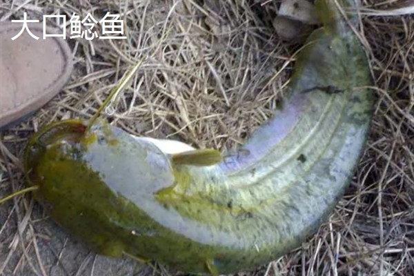埃及胡子鲶与本土鲶鱼有什么区别，科属、形态、体型等方面均不同