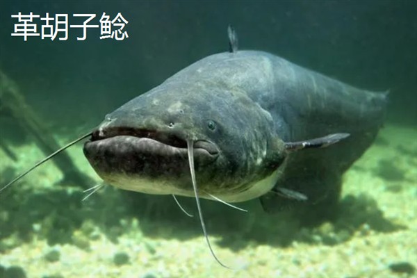 埃及胡子鲶与本土鲶鱼有什么区别，科属、形态、体型等方面均不同