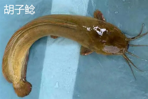 埃及胡子鲶与本土鲶鱼有什么区别，科属、形态、体型等方面均不同