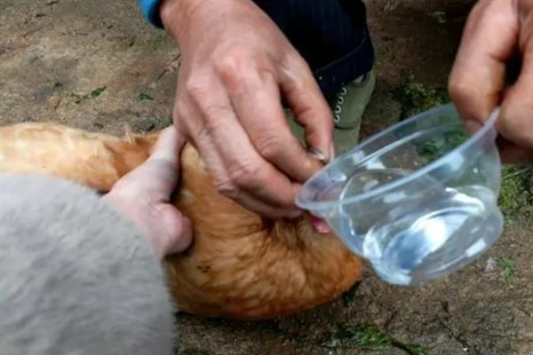 鸡体外寄生虫用哪种药驱除，视情况选择杀灭菊酯、敌杀死等药物