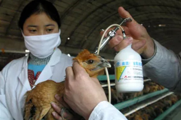 鸡体外寄生虫用哪种药驱除，视情况选择杀灭菊酯、敌杀死等药物